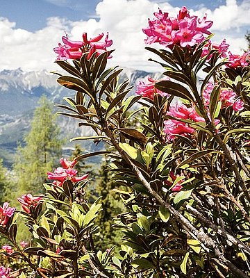 [Translate to Italienisch:] Alpenrosen mit Panoramablick