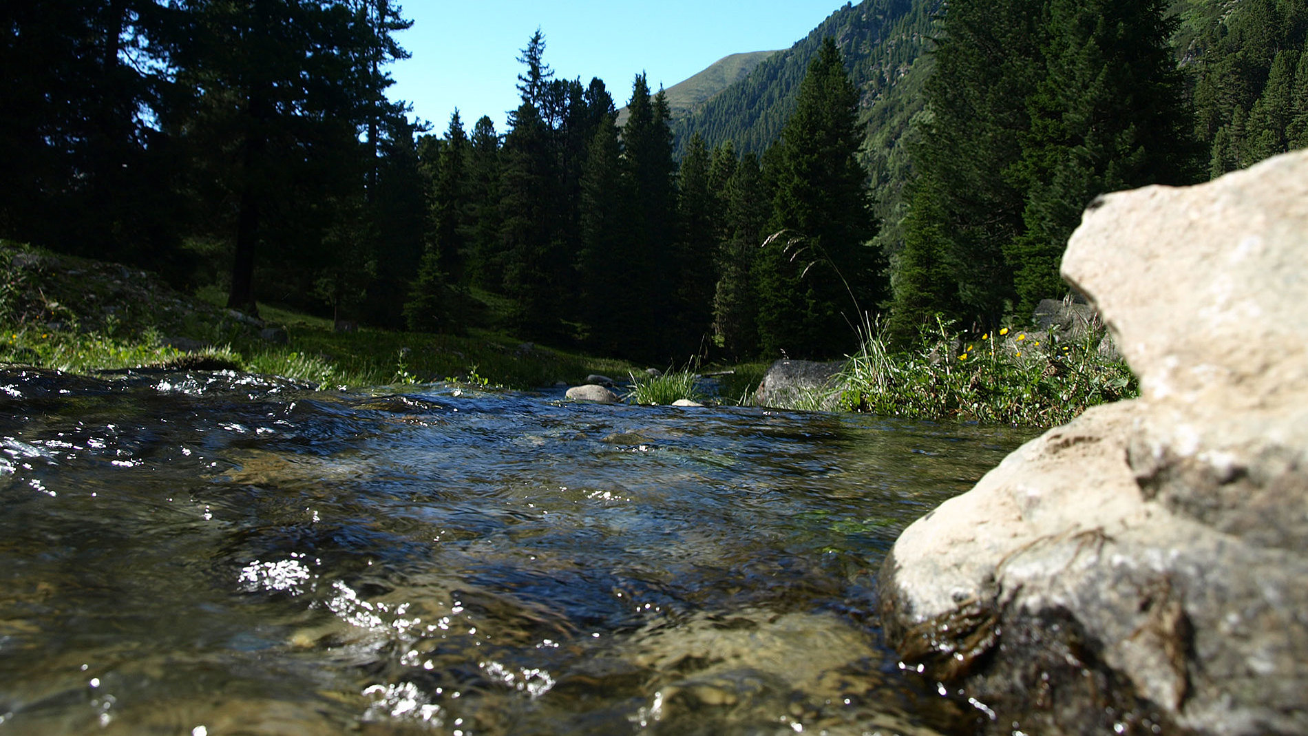 Oberer Nederbach Fischen