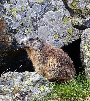 [Translate to Italienisch:] Murmeltier im Ötztaler Naturpark